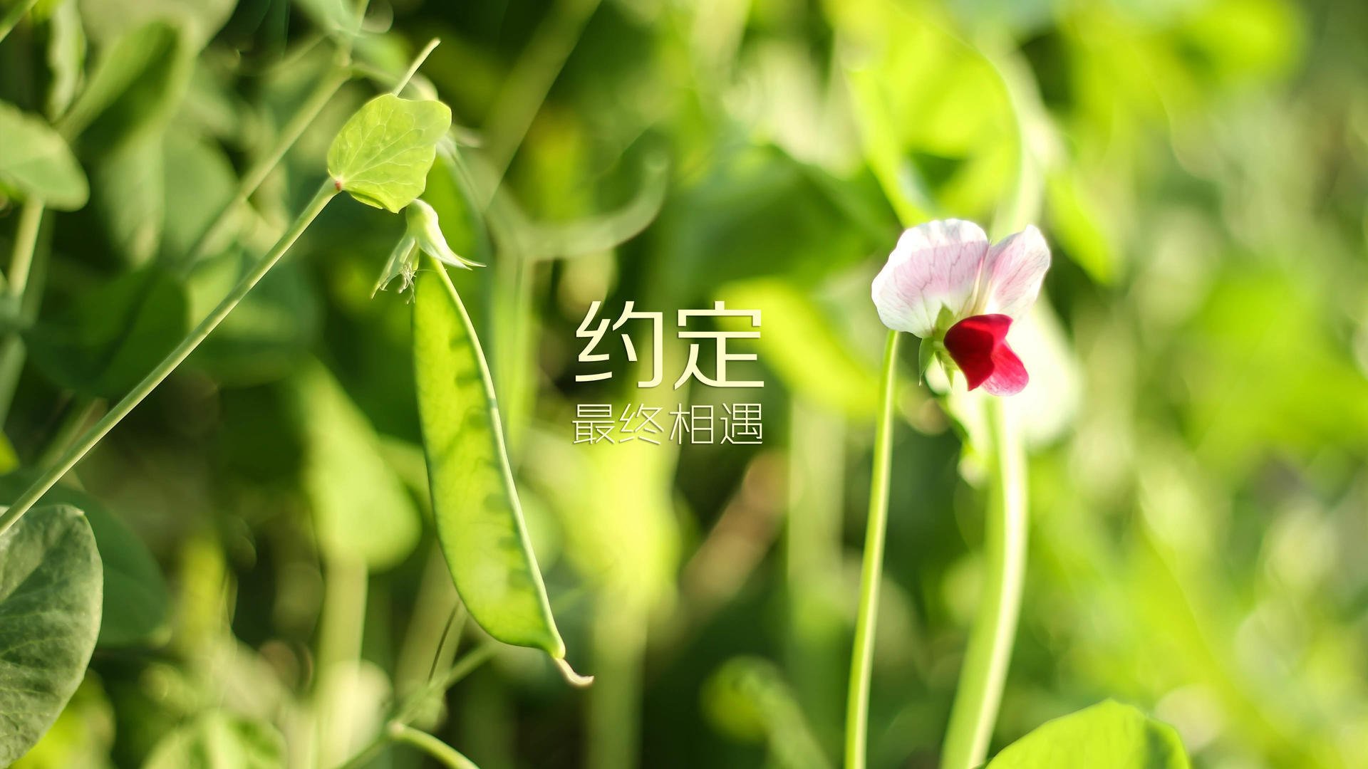 kaiyun体育综合-战术套路：深度解码联盟最强战术体系，战术联队