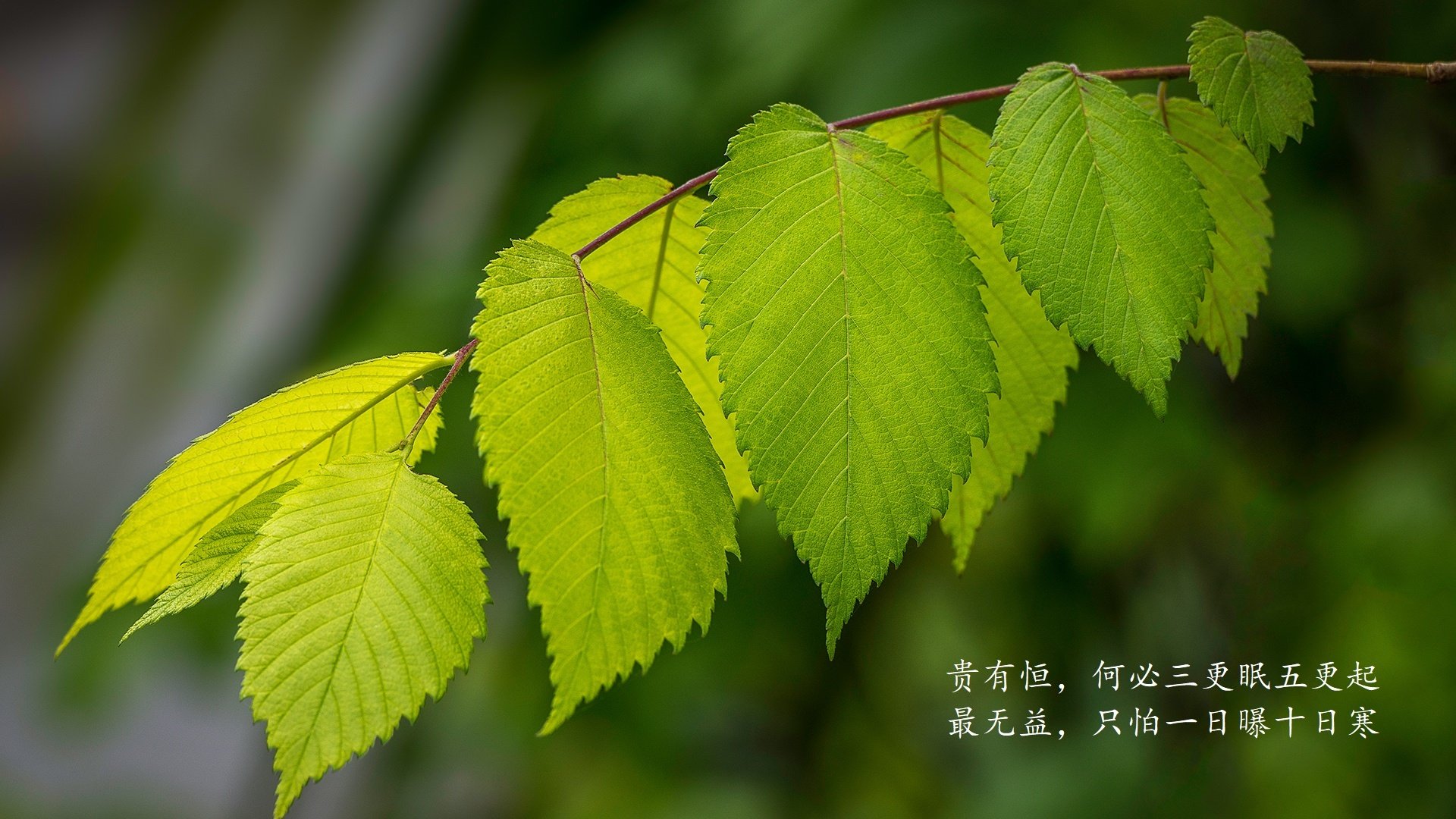 英雄联盟 新赛季战术风格多变，英雄联盟战术分析