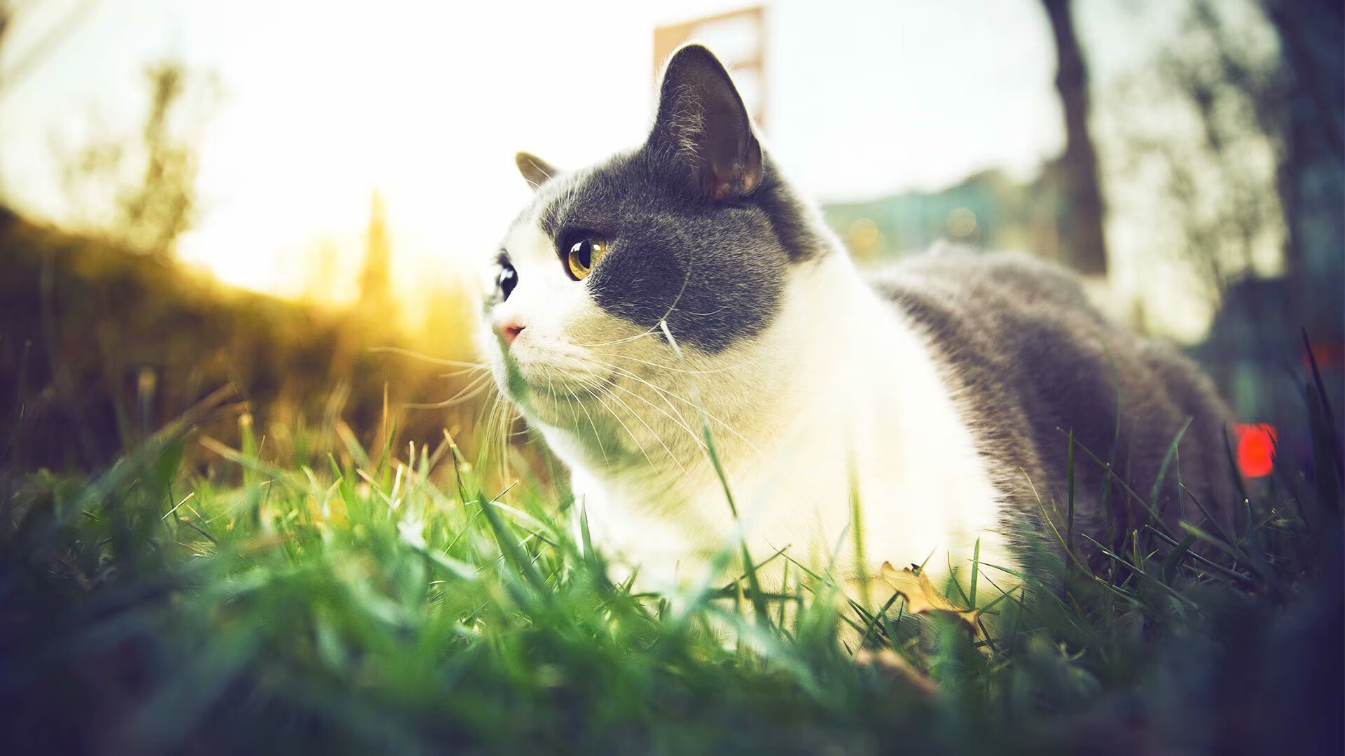 英超球队赛中运动负荷与技术表现关联分析，英超训练足球