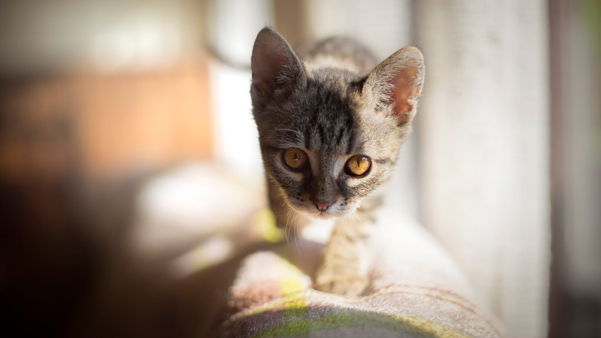 开云官方-乒乓球赛事深度解析：冠军背后的战术分析，乒乓球冠军打法