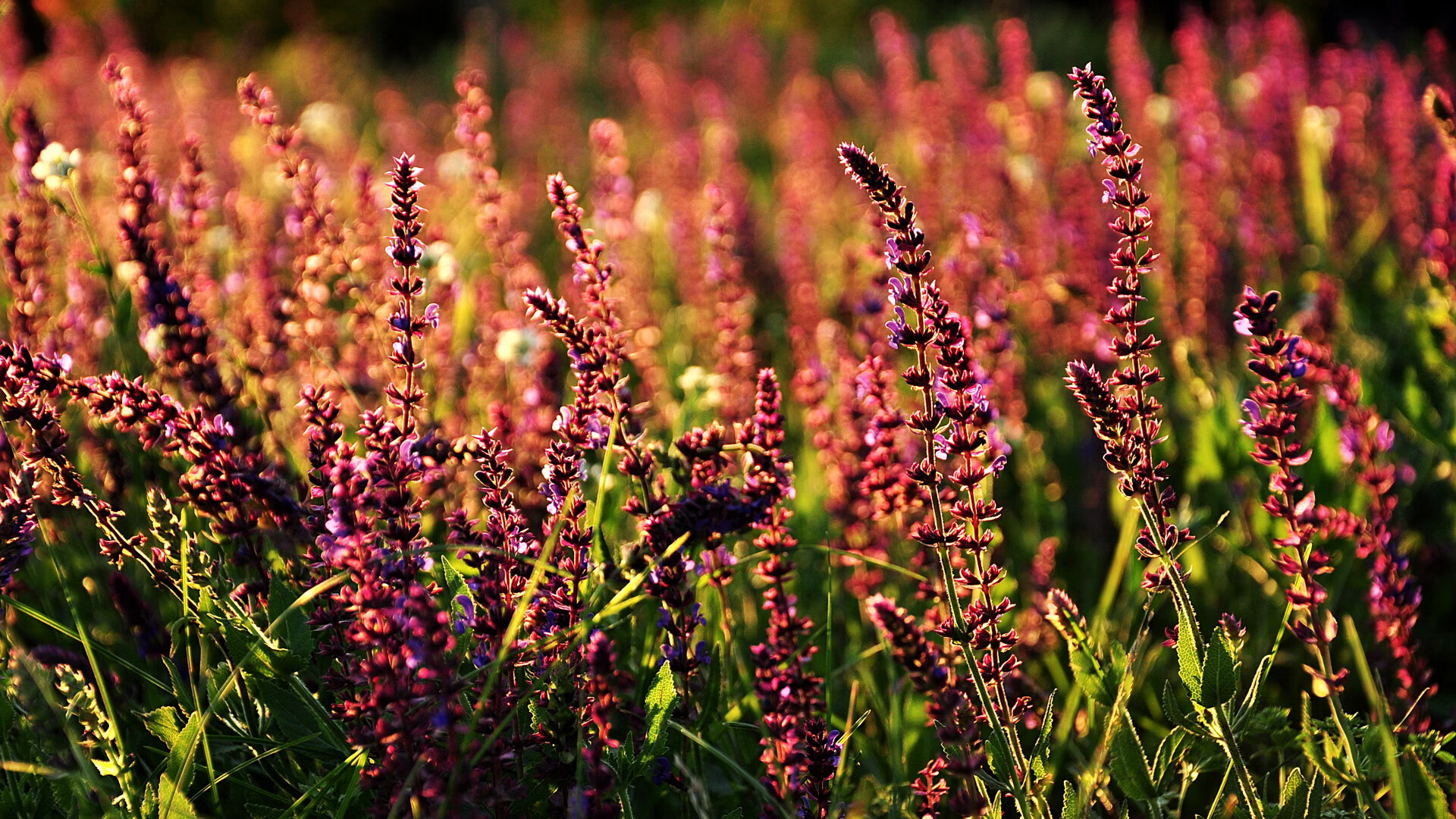 开云体育APP下载-球队助理教练角色是否对临场变阵起决定作用，足球队助理教练