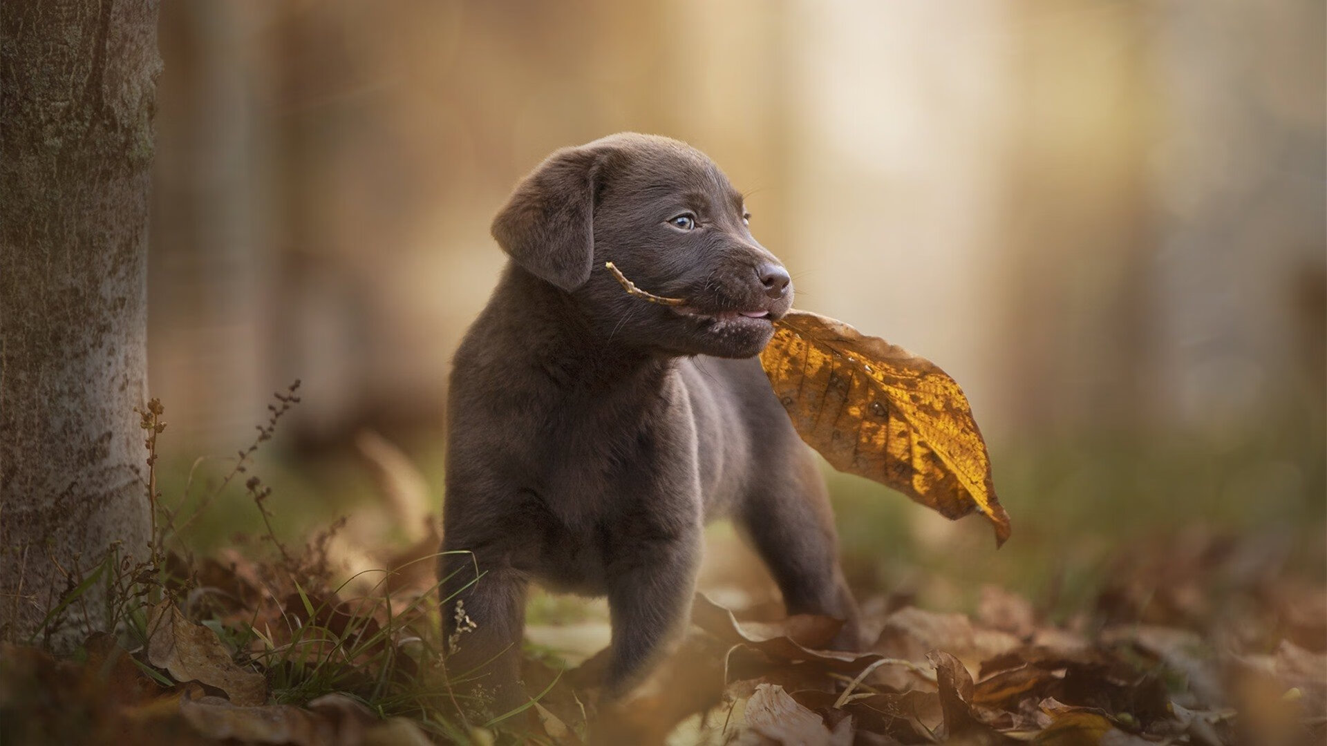 自由式滑雪赛事成绩稳步提升，自由式滑雪竞赛规则