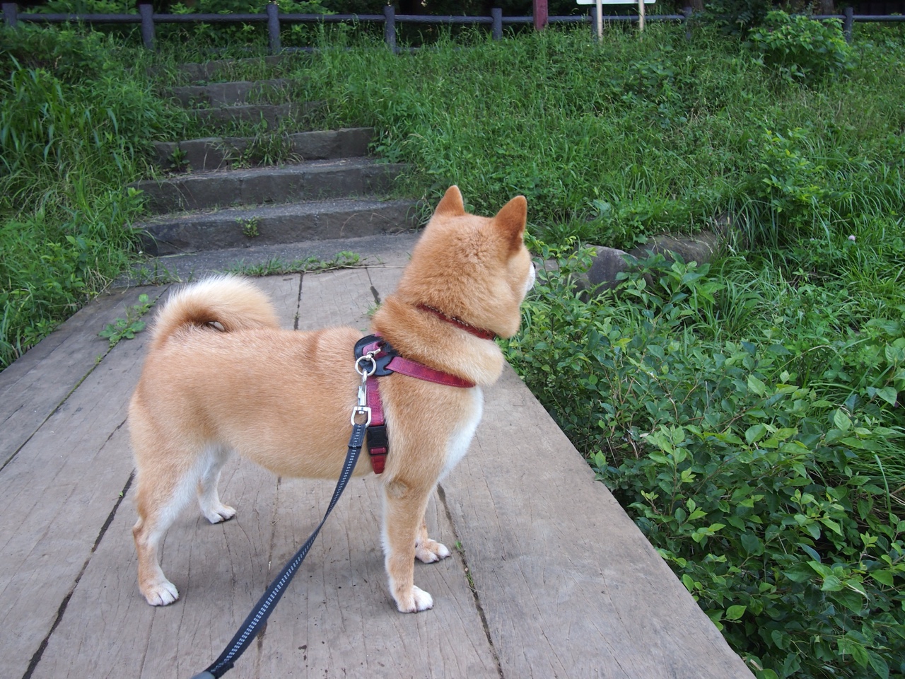 史密斯冲线瞬间掀起观众欢呼,史密斯一