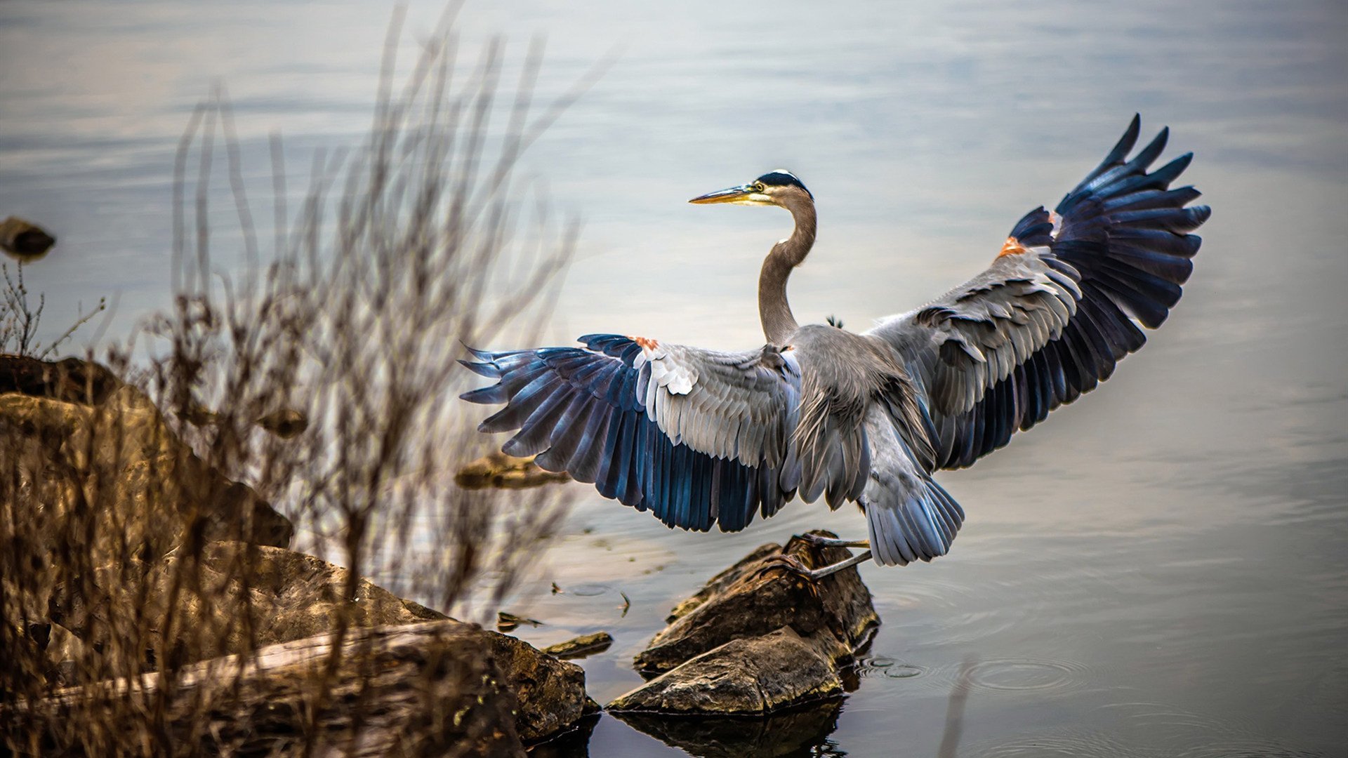 美洲杯精彩单刀:门将的神勇扑救成焦点,美洲杯冠军猜测