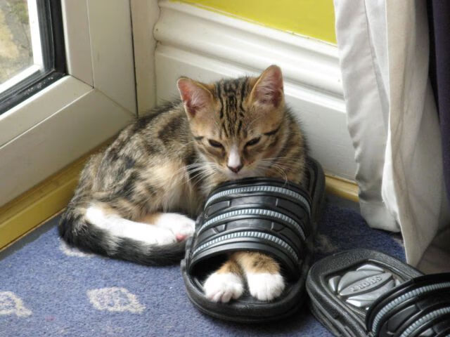 英超冲刺激烈:悬念持续升温,场场精彩!,英超争4